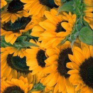 Meet your Posher, Judy